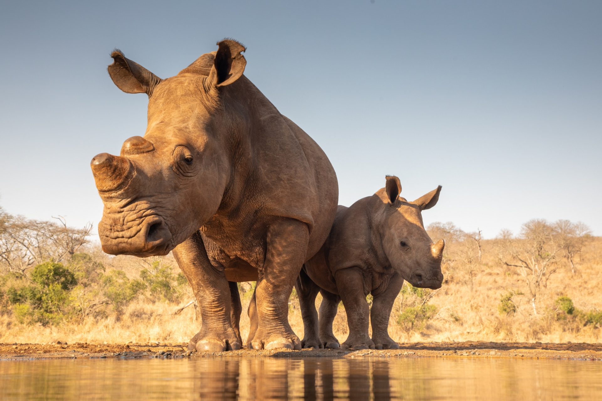 A rhino mother and her calf standing at a water source