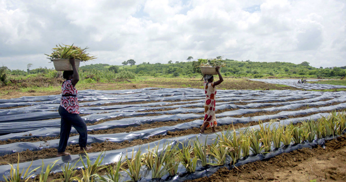 Plastics In Soil Threaten Food Security, Health, And Environment: FAO ...