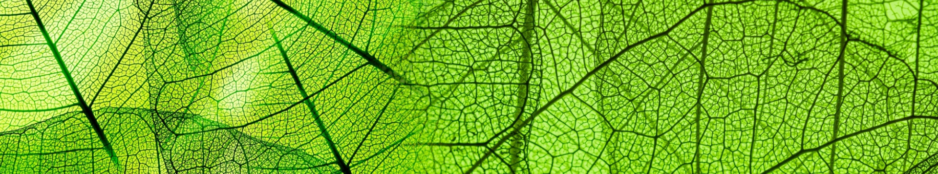 Macro shot of green leaves